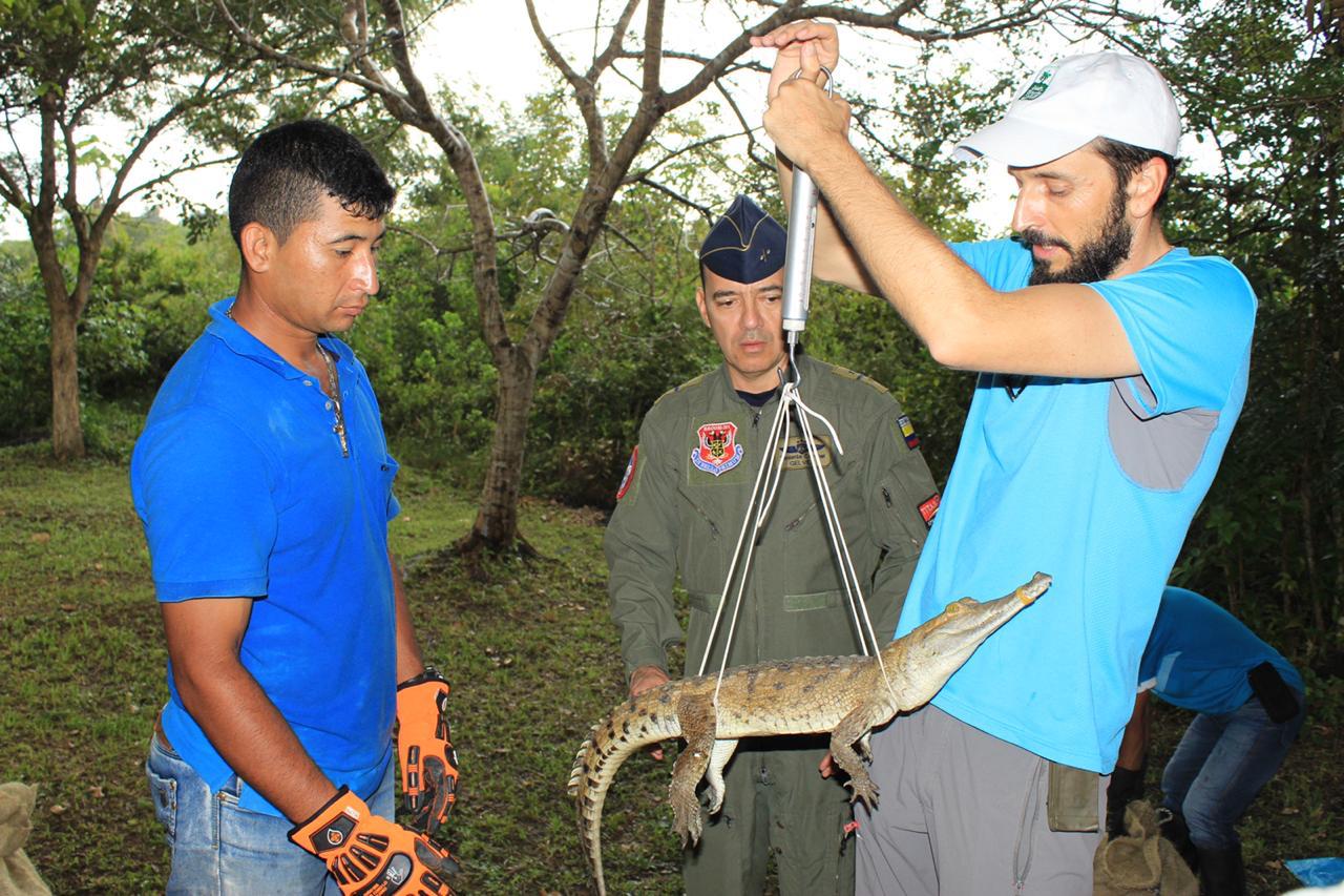 Caimanes llaneros serán liberados en el Parque Nacional el Tuparro por la Fuerza Aérea