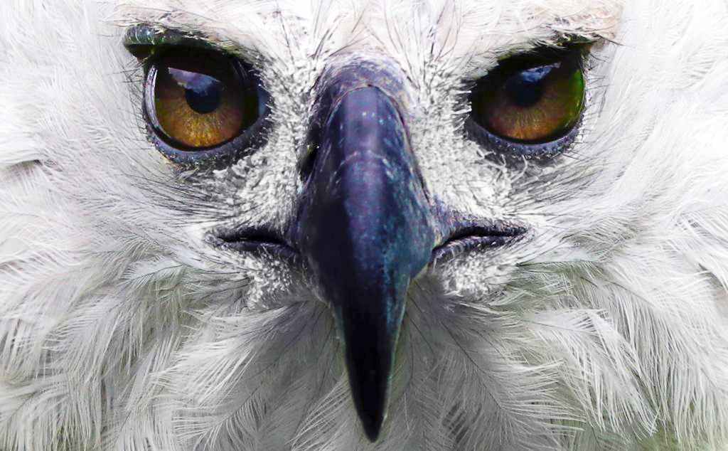 El Águila Arpía de las selvas colombianas, una especie para proteger y  admirar | Fuerza Aérea Colombiana