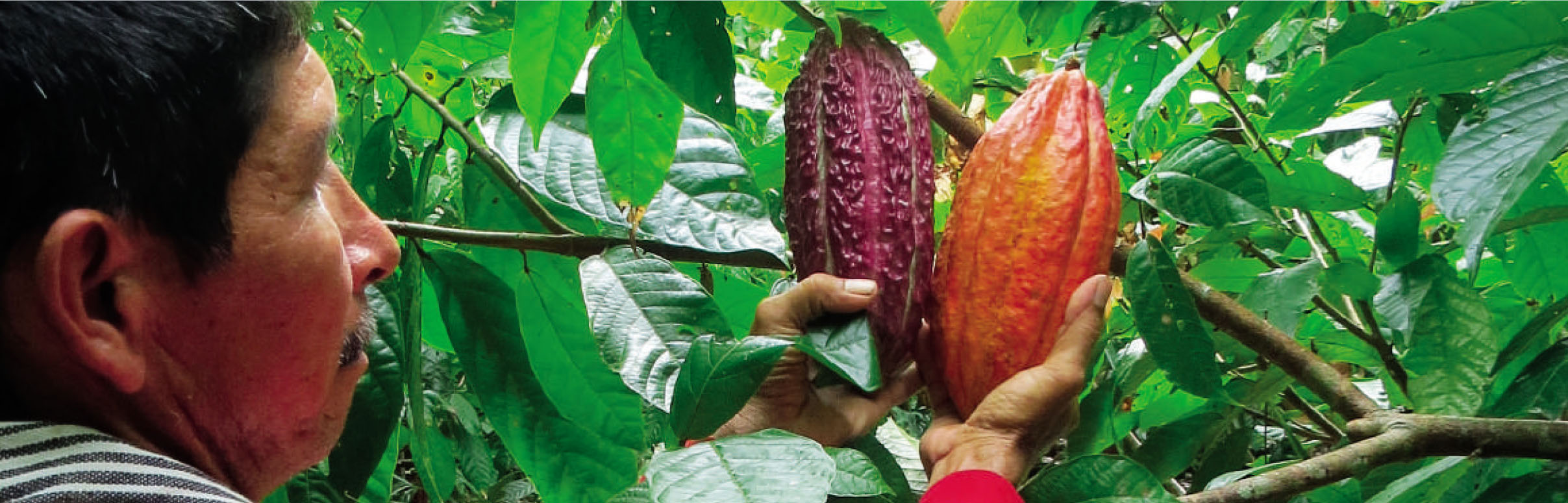 De la coca al cacao, un proyecto de alto vuelo