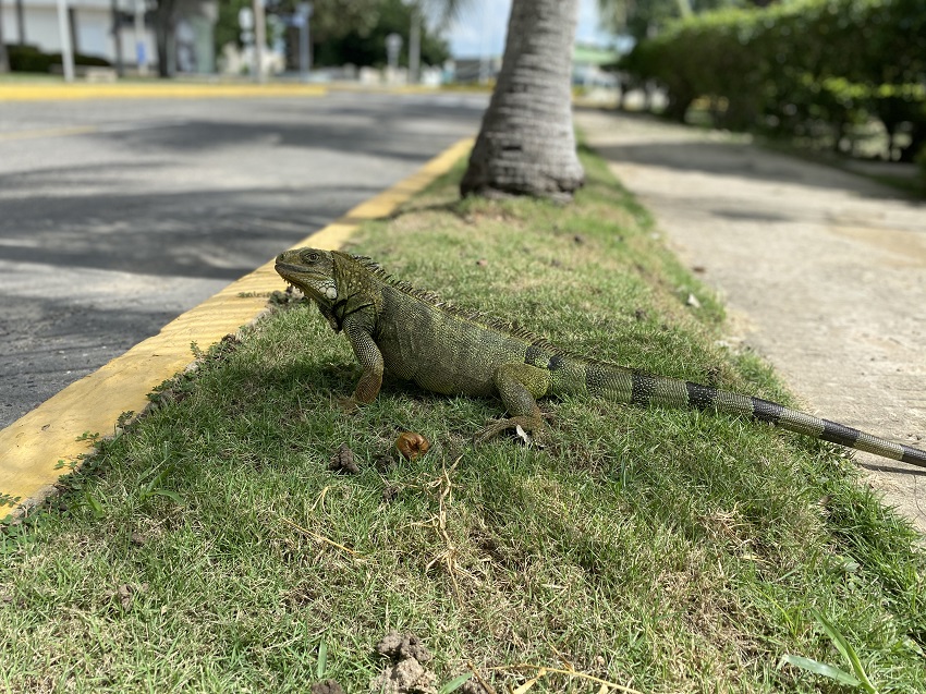 La iguana, una especie protegida por su Fuerza Aérea en el Caribe colombiano
