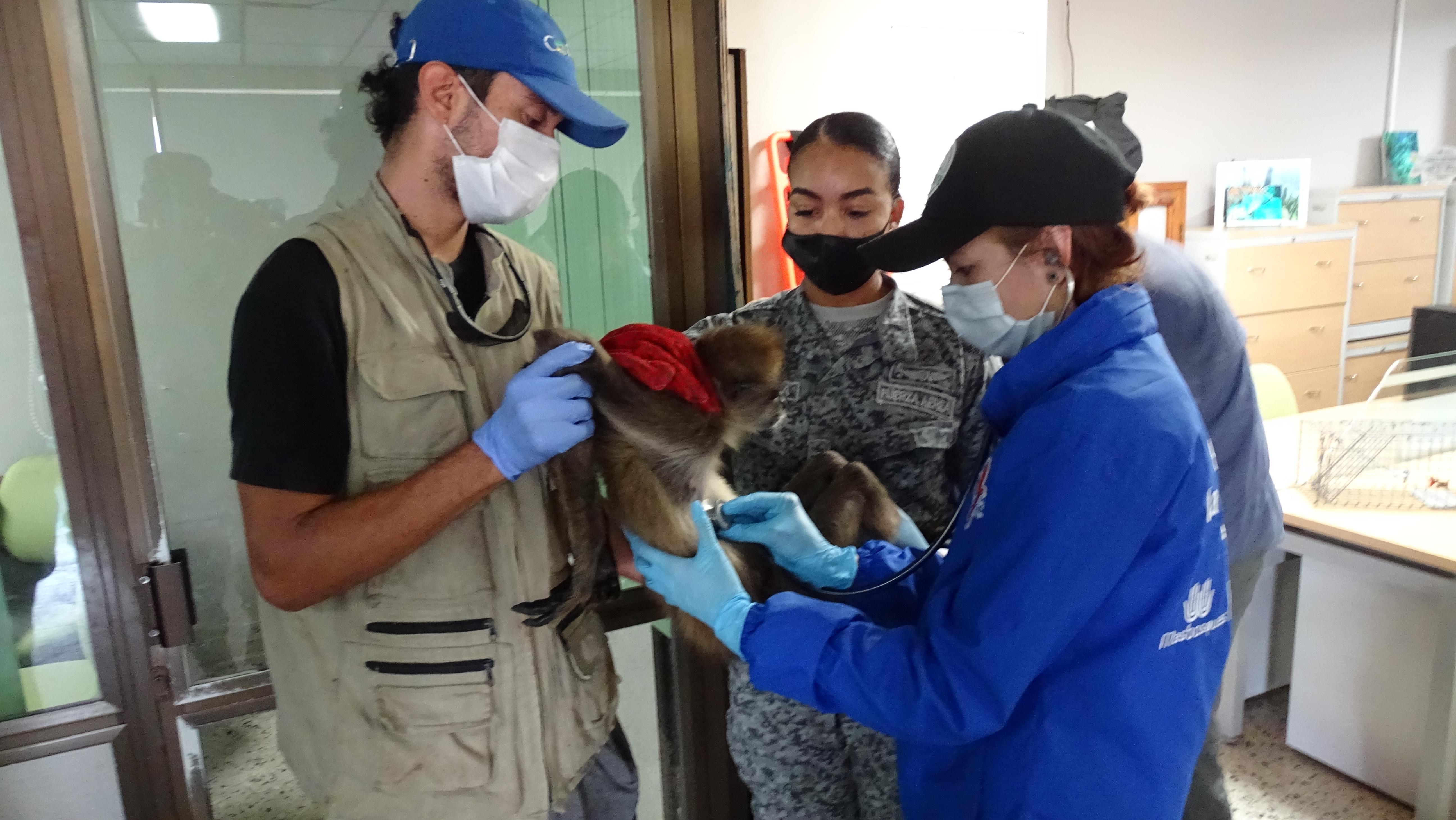 Primate en peligro de extinción fue transportado por su Fuerza Aérea desde Providencia