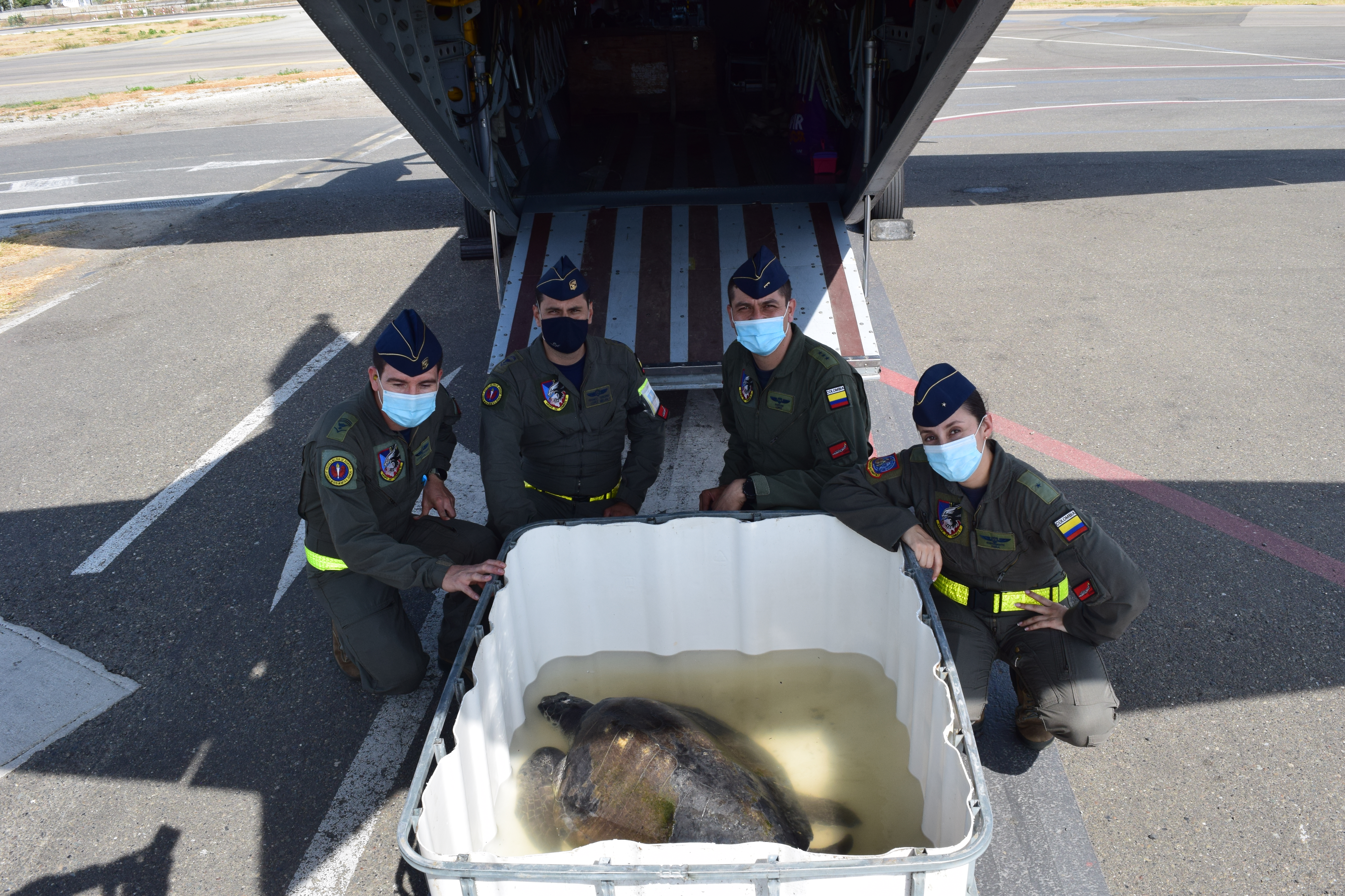 Fuerza Aérea Colombiana realiza traslado de tortuga marina para salvar su vida 