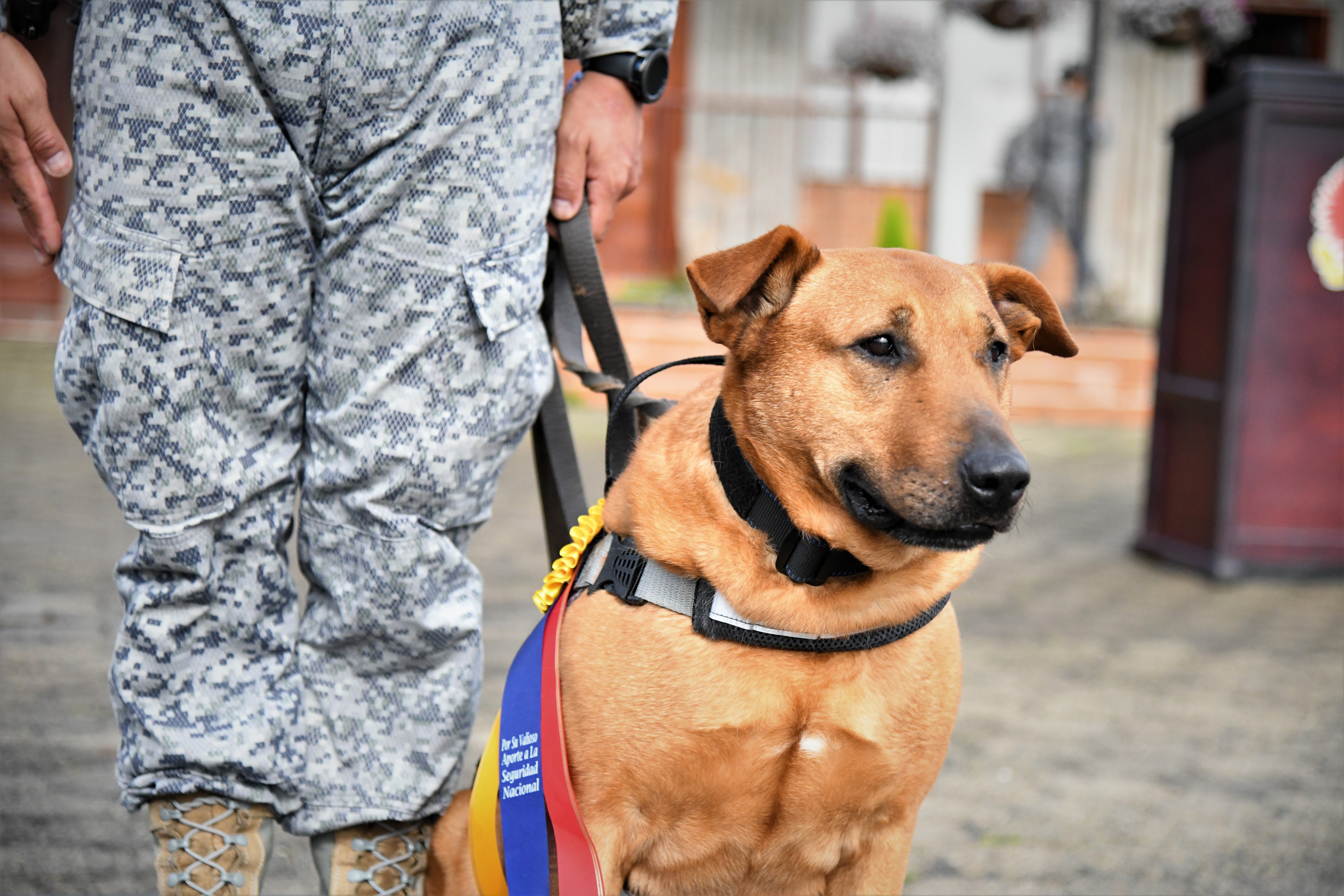 Con honores fue despedido “Mono”, un canino militar que sirvió nueve años a la patria 