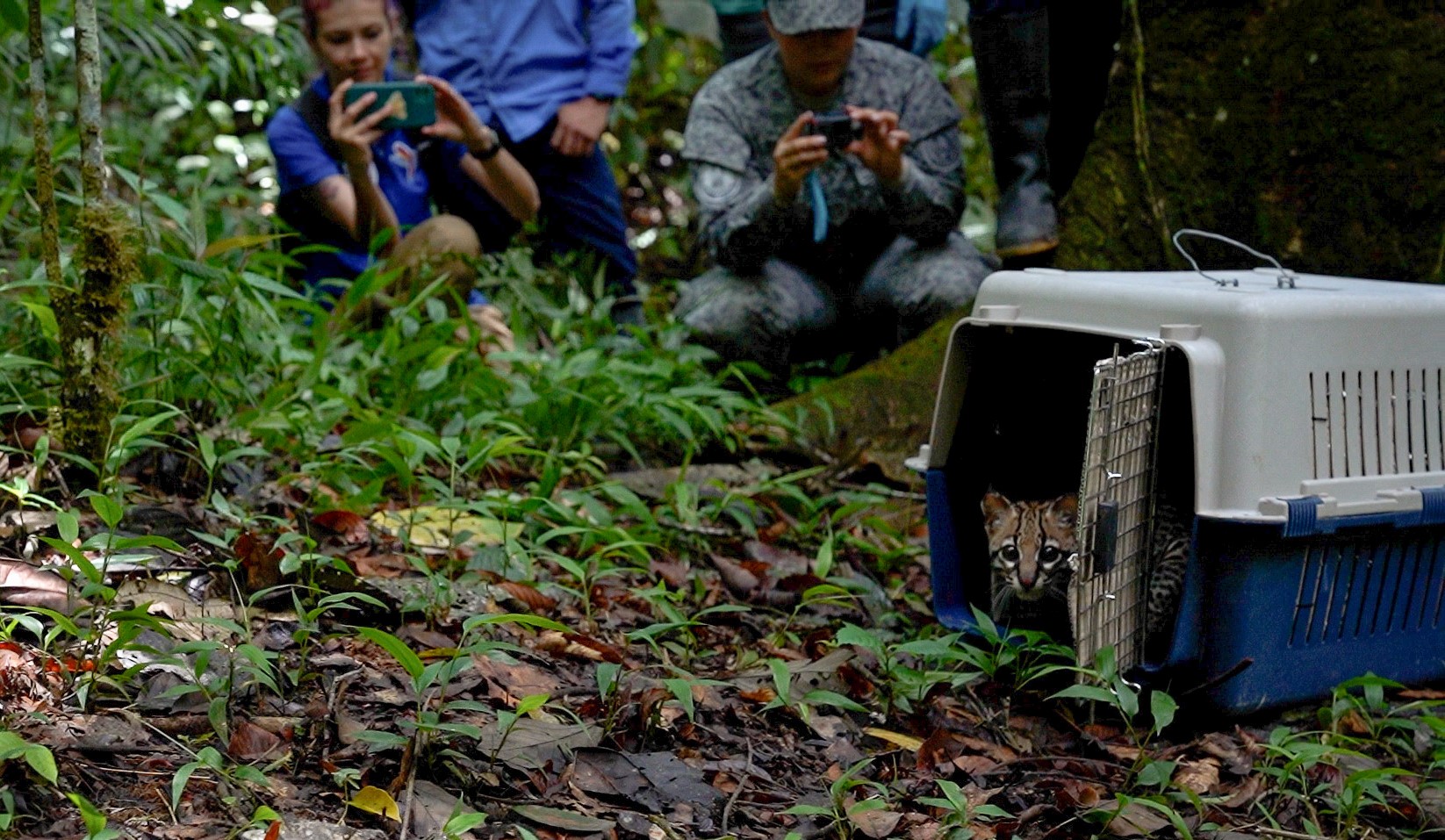 Para liberar tigrillo en su habitad natural, fue necesario transportarlo en un Uh- 60 de su Fuerza Aérea Colombiana 