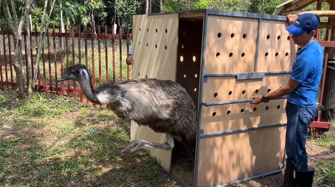 Emú macho fue trasladado por su Fuerza Aérea desde Cali, hasta su nuevo hogar en Melgar, Tolima