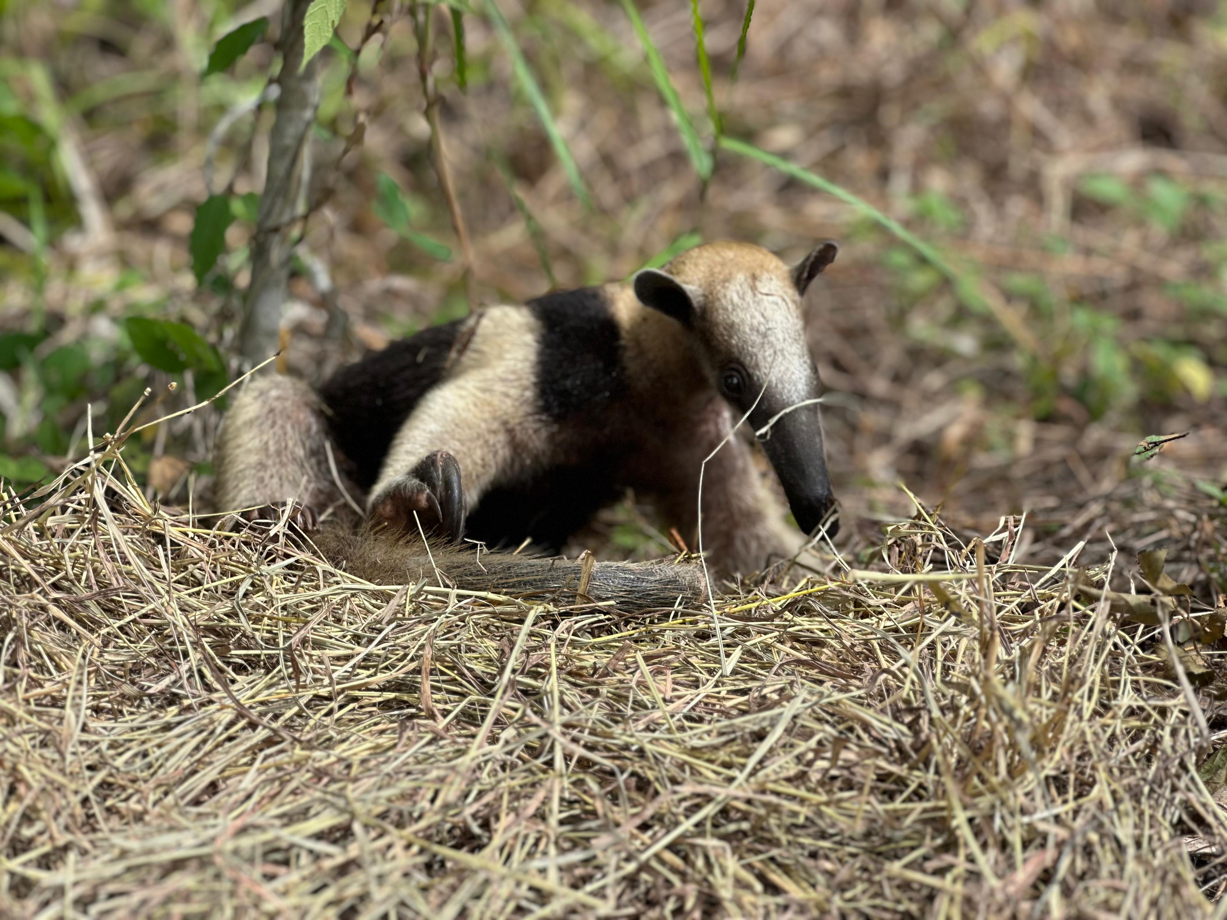 Oso mielero es liberado en reserva natural de la Fuerza Aérea Colombiana