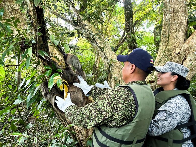 Protectores de la fauna: Exitosa reubicación de oso perezoso en Caquetá