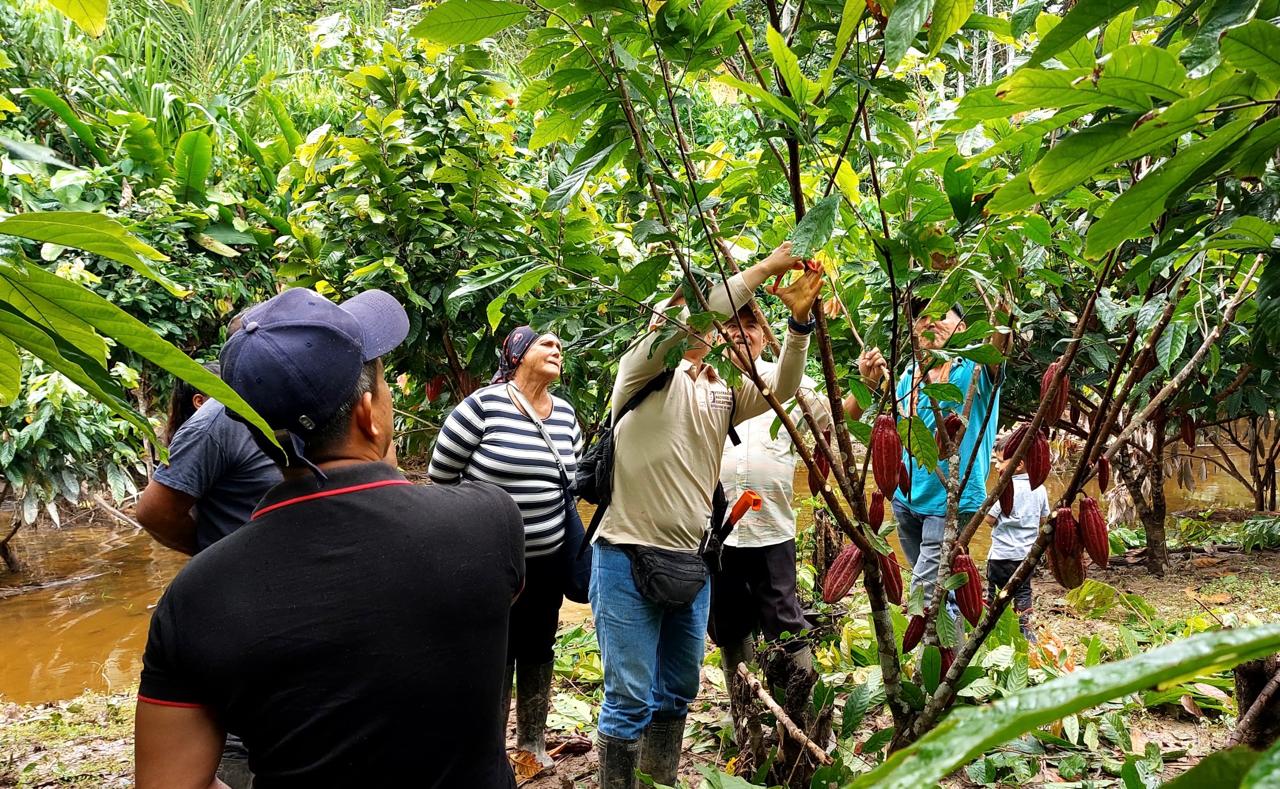 Producción de cacao: Una ruta hacia la economía legal en Caquetá