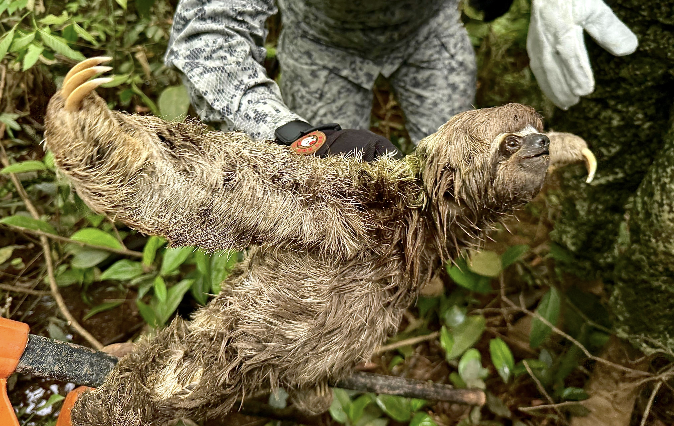 Rescate oportuno a oso perezoso llevado por la corriente del río Caquetá