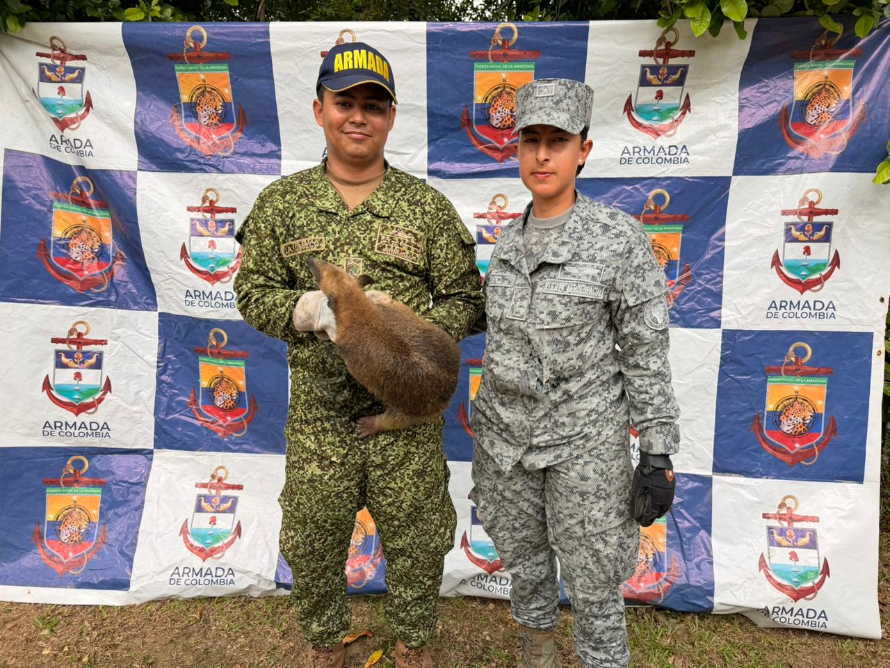 Reubicación asistida de oso hormiguero consolida responsabilidad ambiental regional en el Caquetá