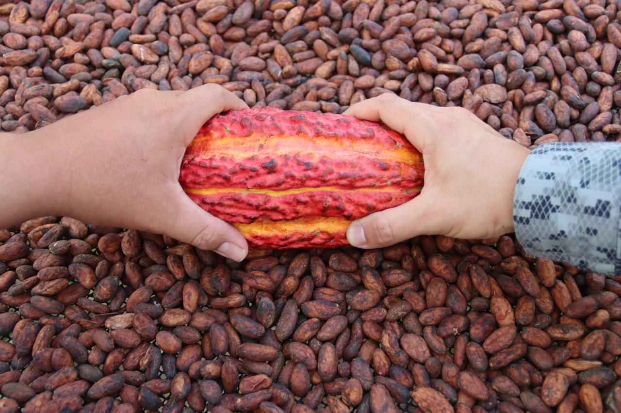 Capacitación técnica fortalece la cadena cacaotera amazónica en el suroriente del país