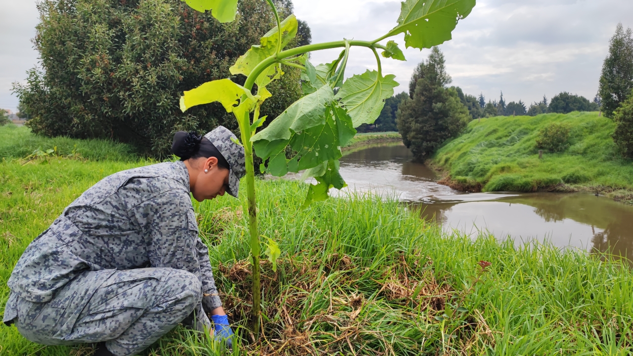 Jornada de siembra en pro de la conservación y protección del medio ambiente  en la Sabana de Occidente | Fuerza Aérea Colombiana