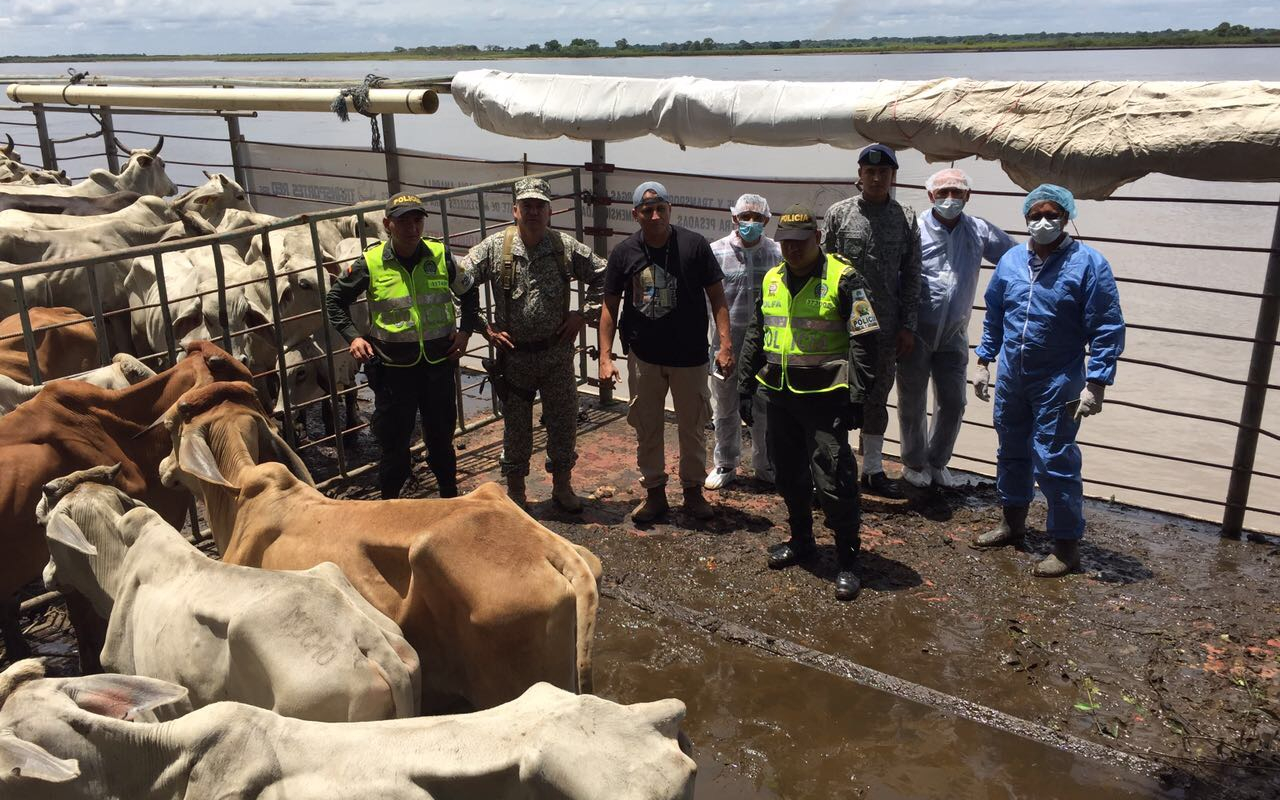 Fuerzas Militares y Policía Nacional incautan ganado de procedencia extranjera