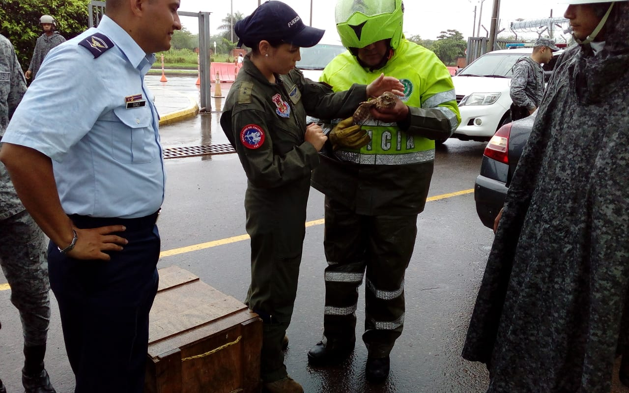 Fuerza Aérea entrega búho lastimado a Policía Ambiental en Yopal