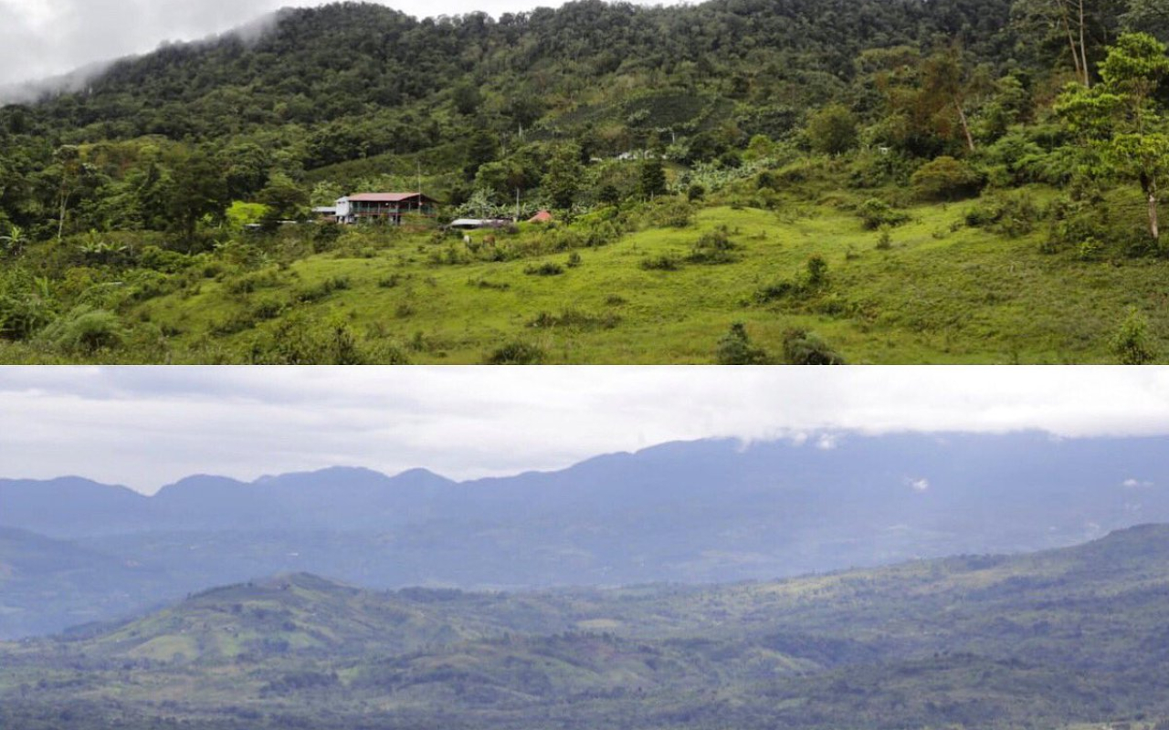 Se crea alianza por la conservación del Bosque de Galilea 