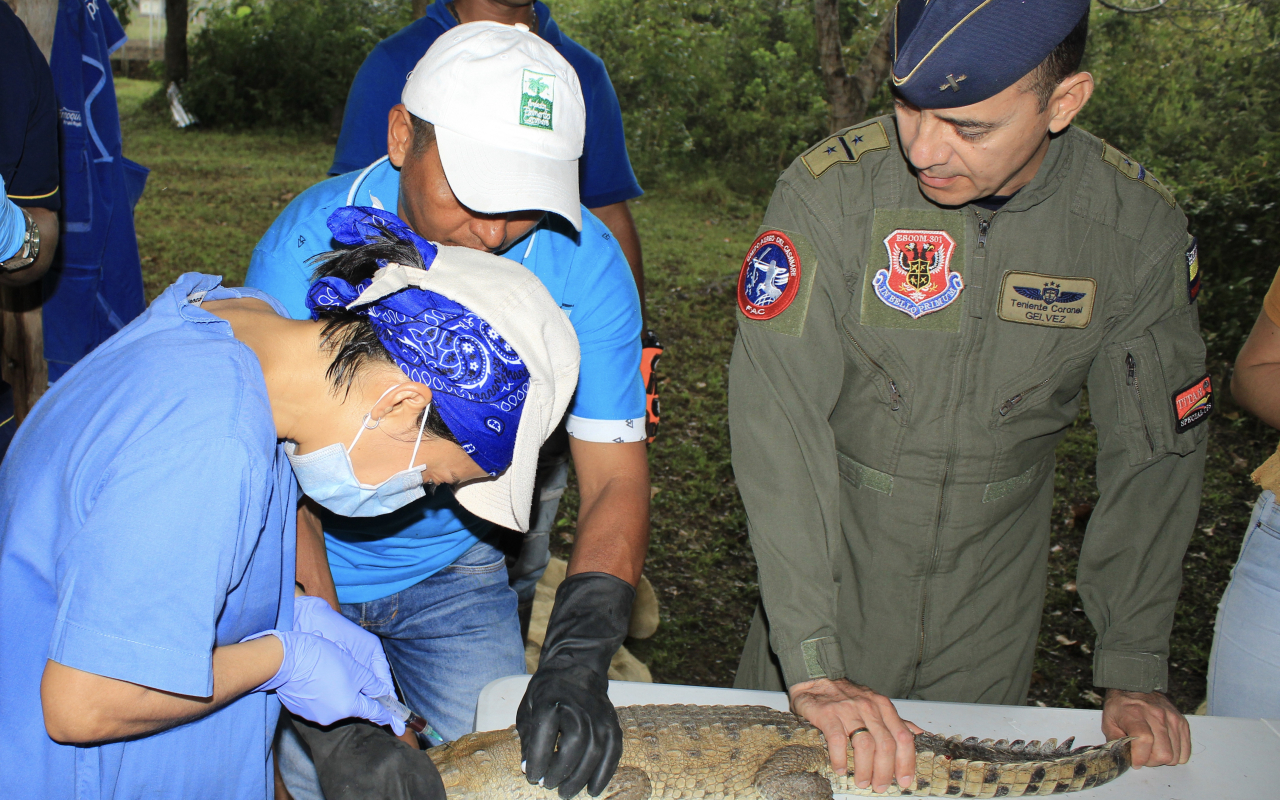 Caimanes llaneros serán liberados gracias a la Fuerza Aérea