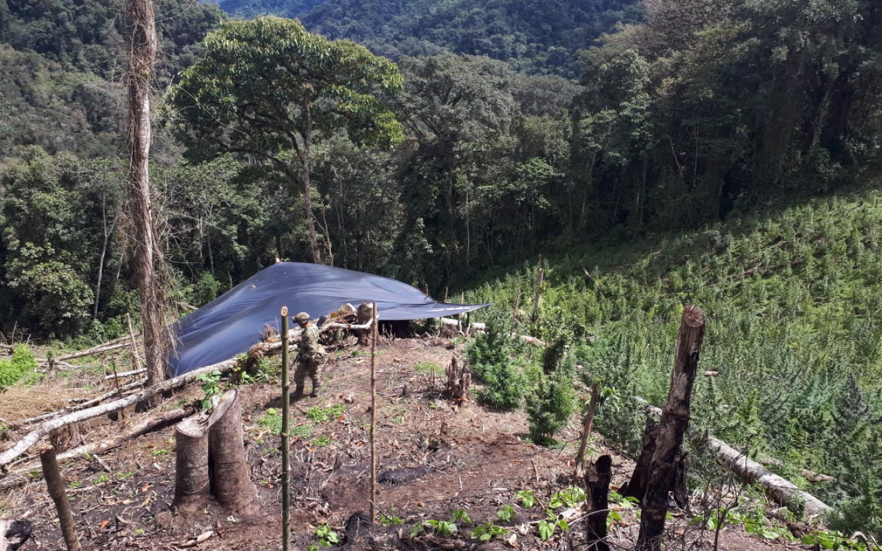 Cuatro hectáreas de cultivos ilícitos, fueron erradicados por el Ejército con apoyo de la Fuerza Aérea Colombiana.