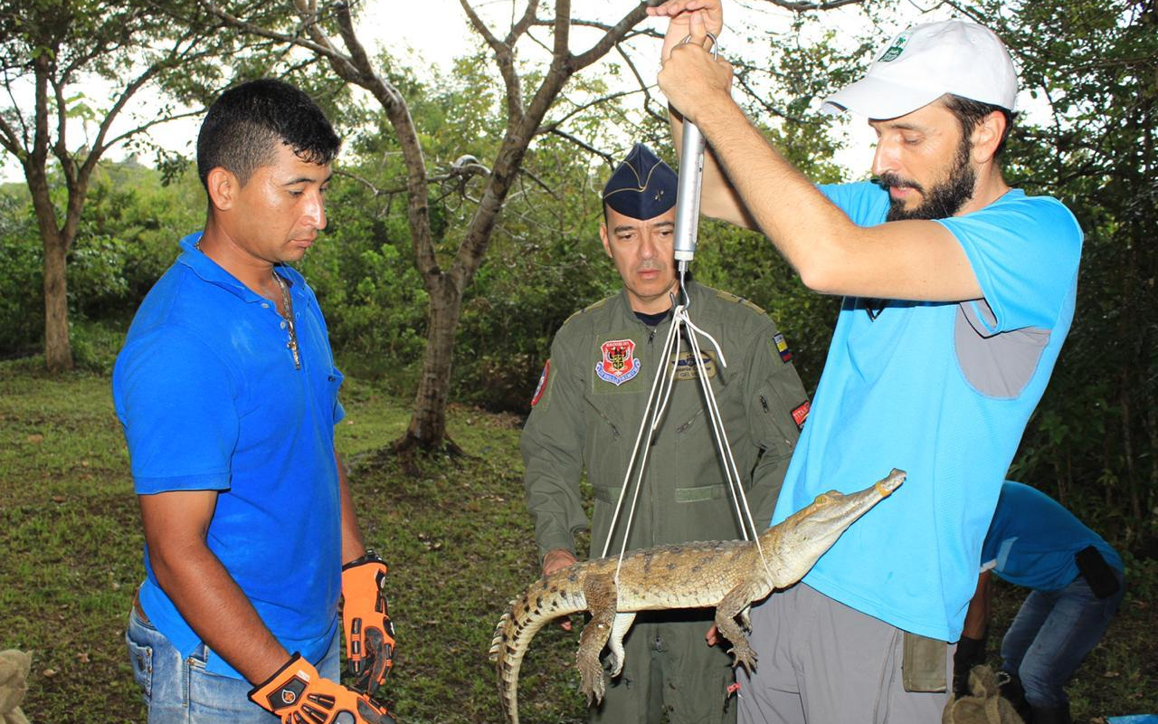 Caimanes llaneros serán liberados en el Parque Nacional el Tuparro por la Fuerza Aérea