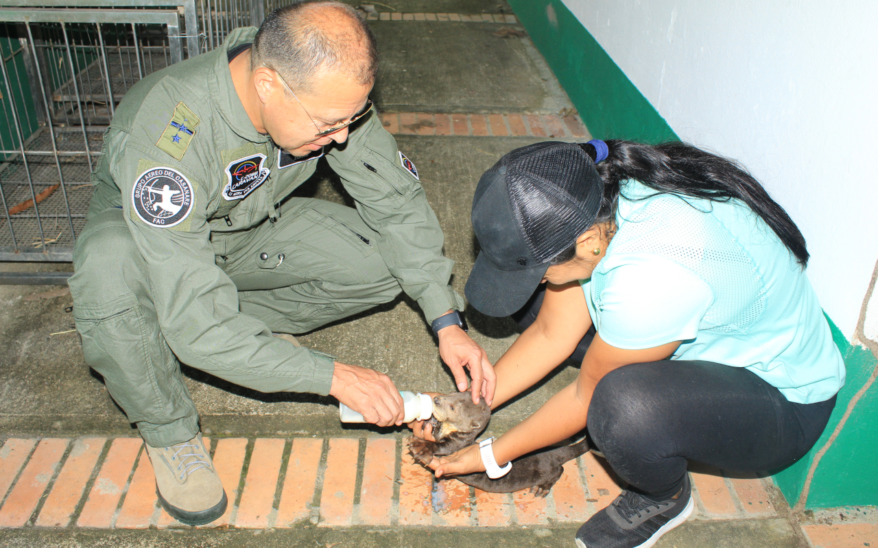 El vuelo para salvar la nutria gigante bebé