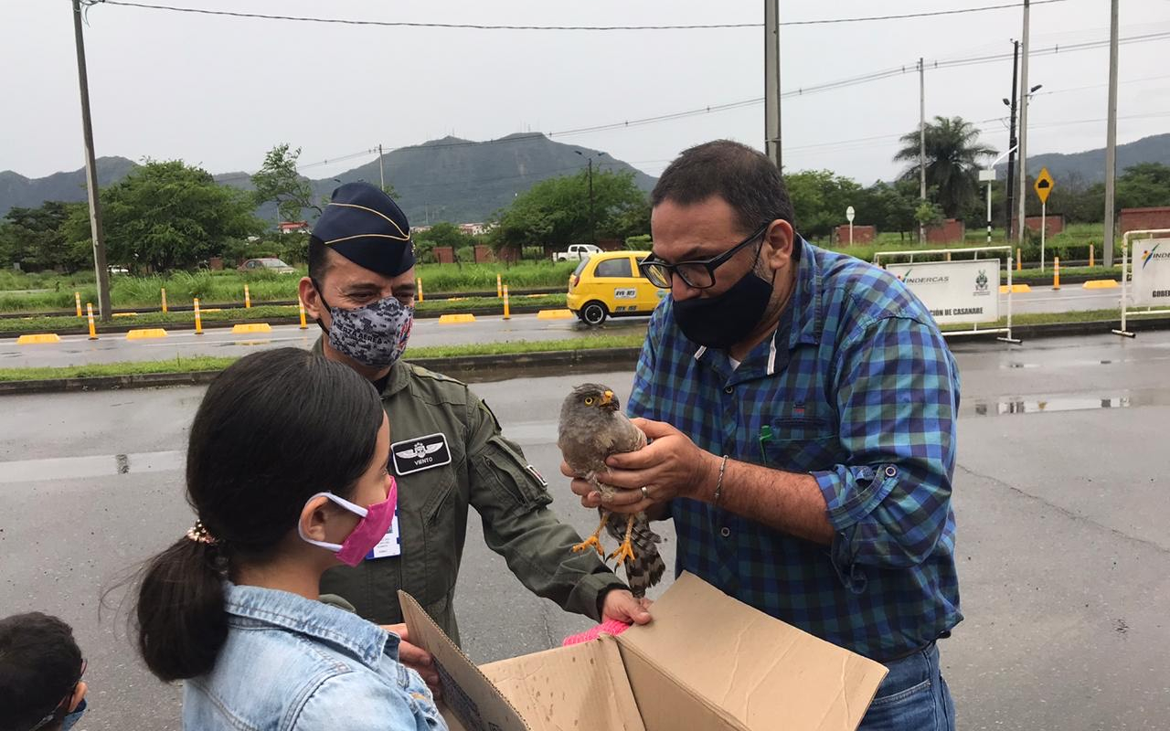 RESCATE HALCÓN