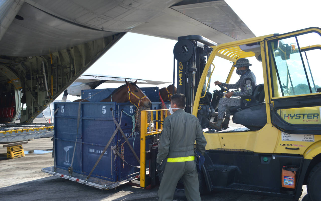 En apoyo a la Fuerza Pública, su Fuerza Aérea Colombiana realizó el transporte de semovientes equinos al Amazonas