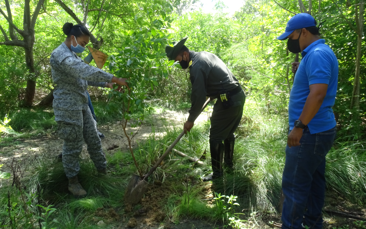 Grupo Aéreo del caribe participó en la jornada de siembra de árboles en el manglar Old Point