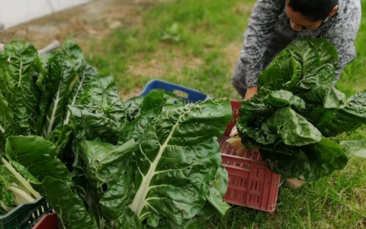 CAMAN apoya con proyectos productivos a la comunidad de Madrid Cundinamarca 