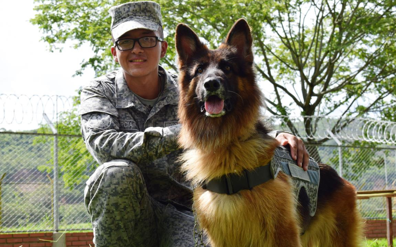 Obediente y noble, así es Shaira, canino de su Fuerza Aérea Colombiana