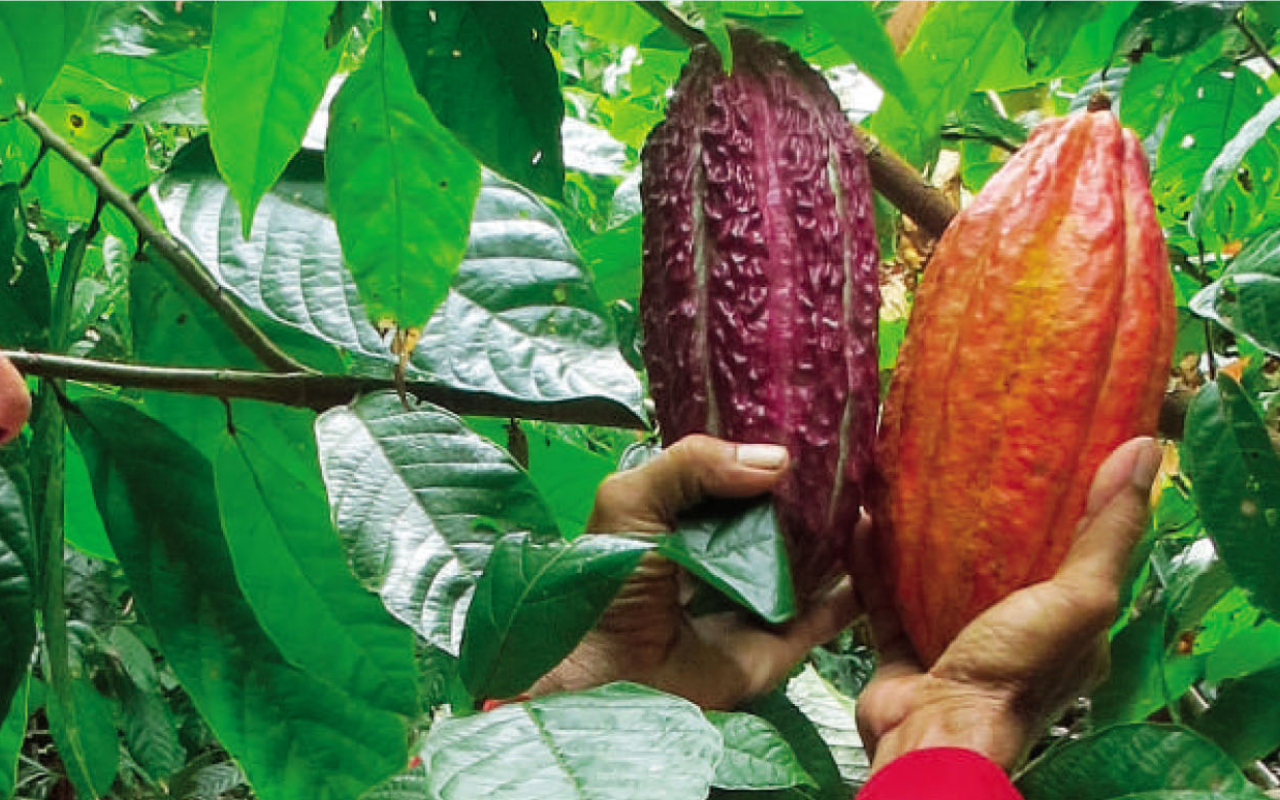 De la coca al cacao, un proyecto de alto vuelo