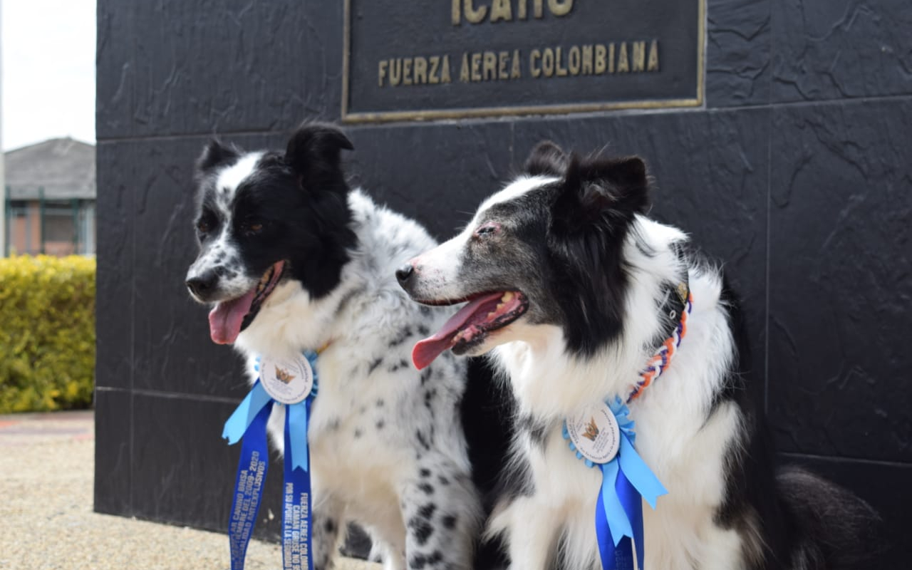 Athena y Brisa dos caninos que dejan huella en la Insitución