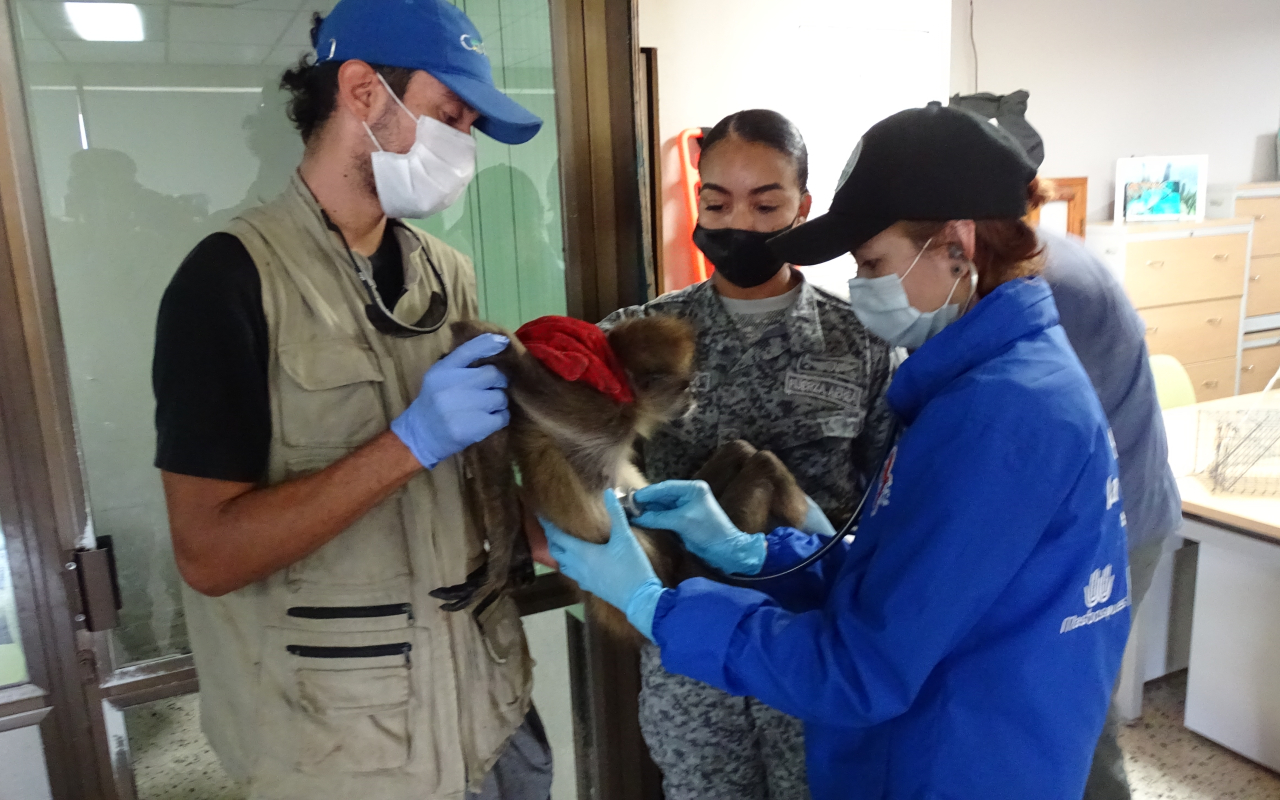 Primate en peligro de extinción fue transportado por su Fuerza Aérea desde Providencia