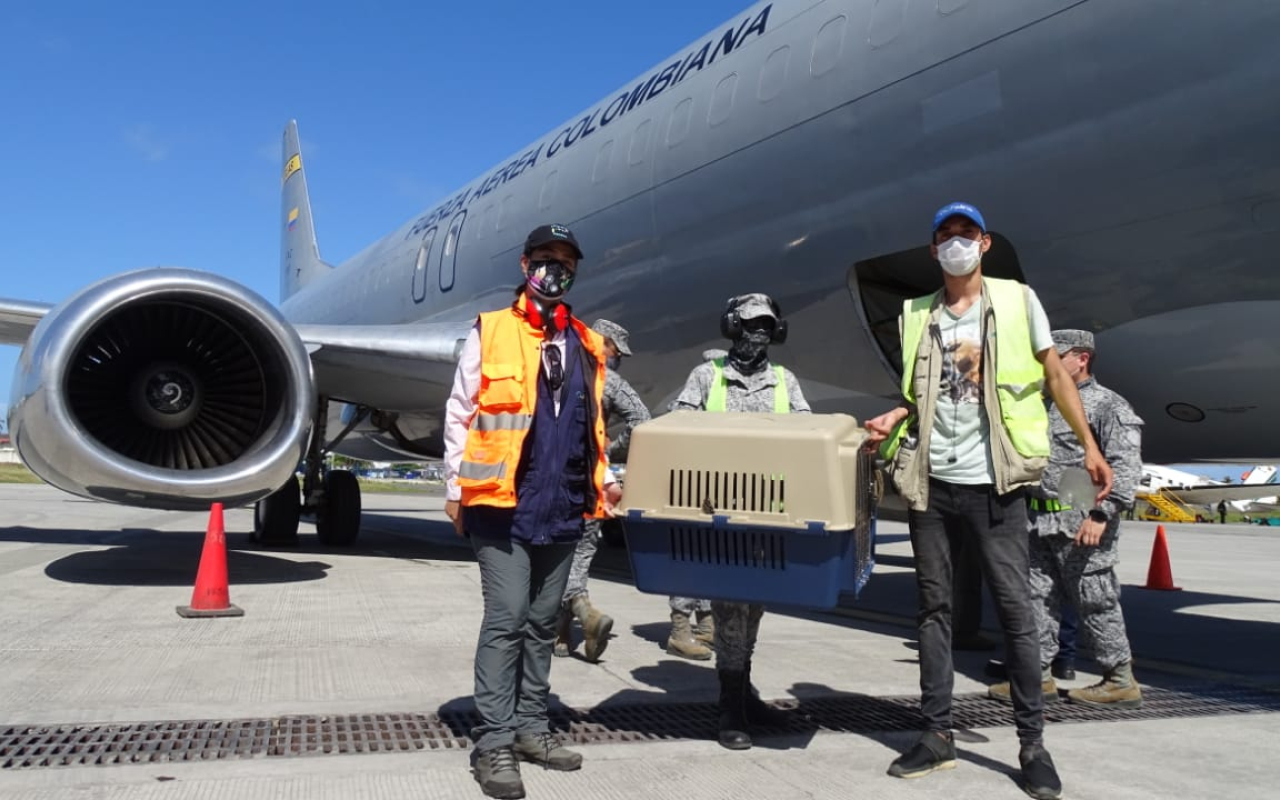 Mono araña fue transportado  en la aeronave C-40 hacia la ciudad de Bogotá