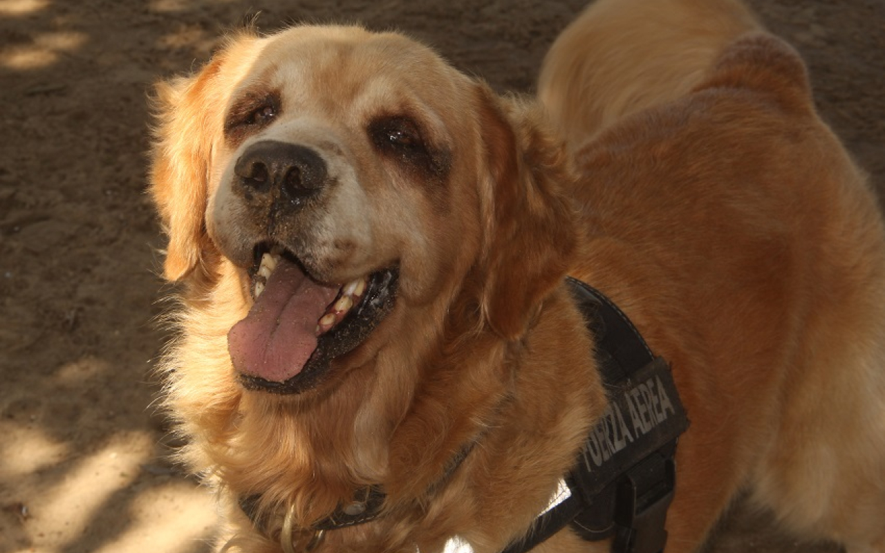 ‘Tita’ una guerrera de cuatro patas al servicio del Caribe