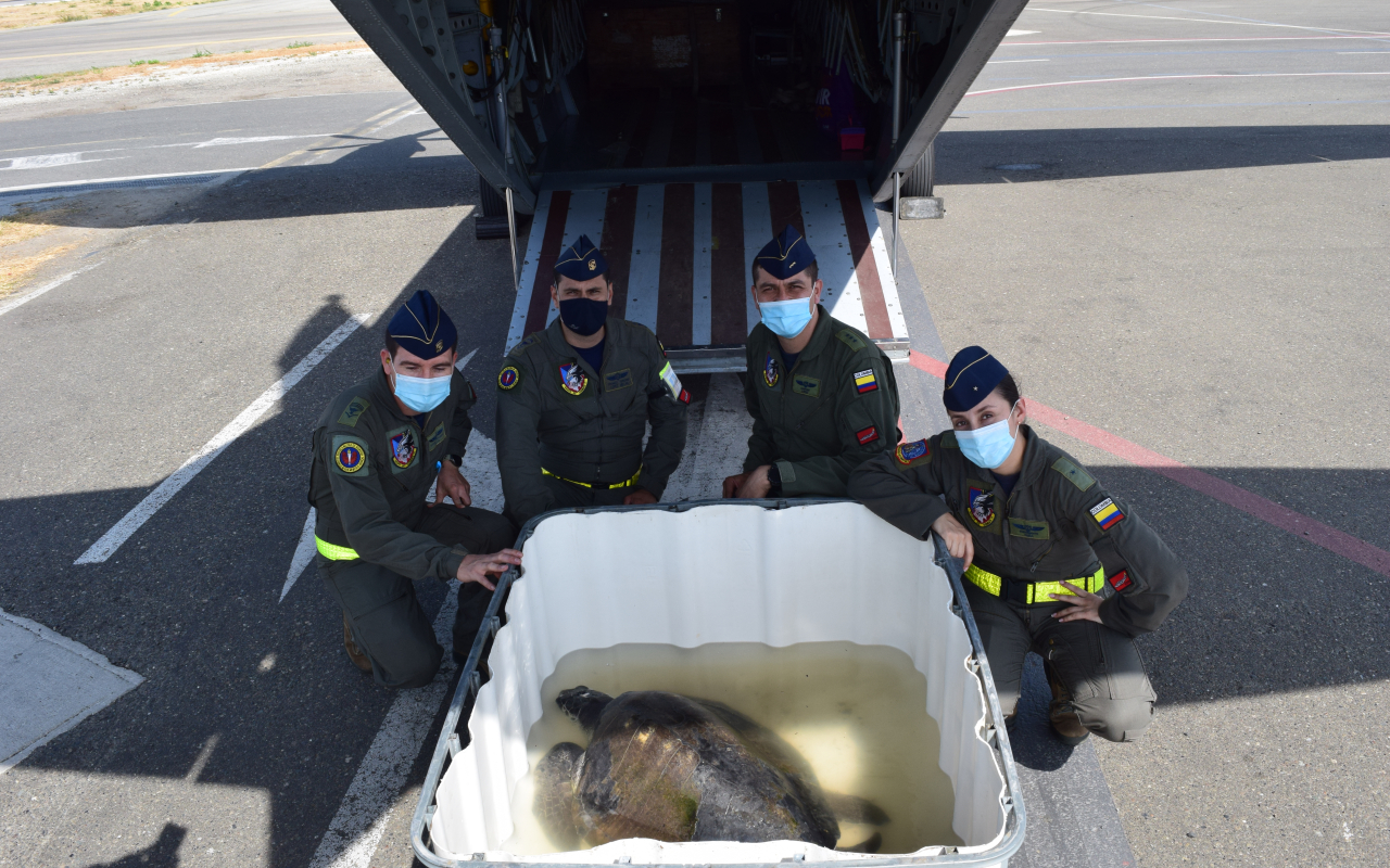 Fuerza Aérea Colombiana realiza traslado de tortuga marina para salvar su vida 
