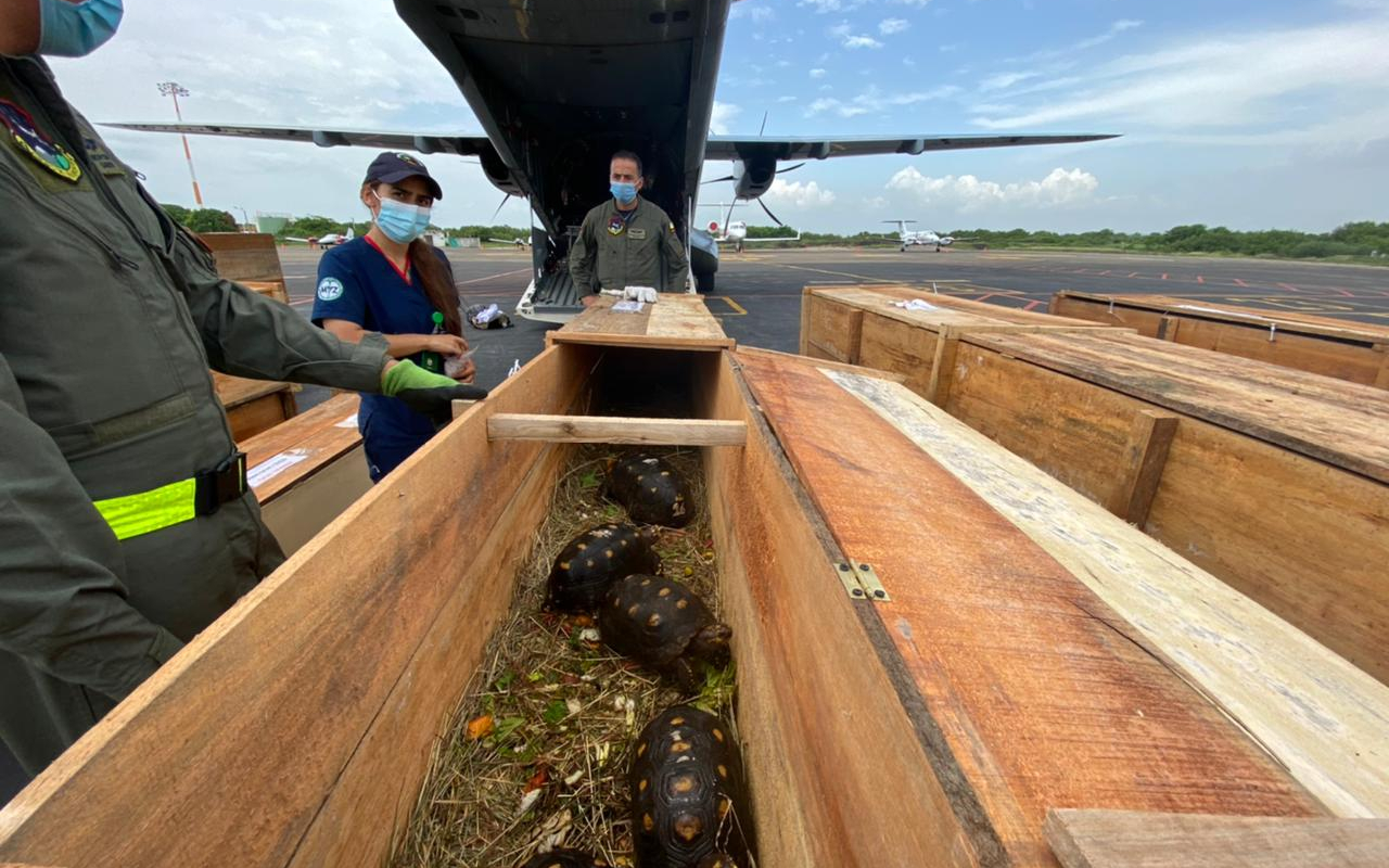 Más de 100 animales  en vía de extinción fueron transportados por su Fuerza Aérea Colombiana