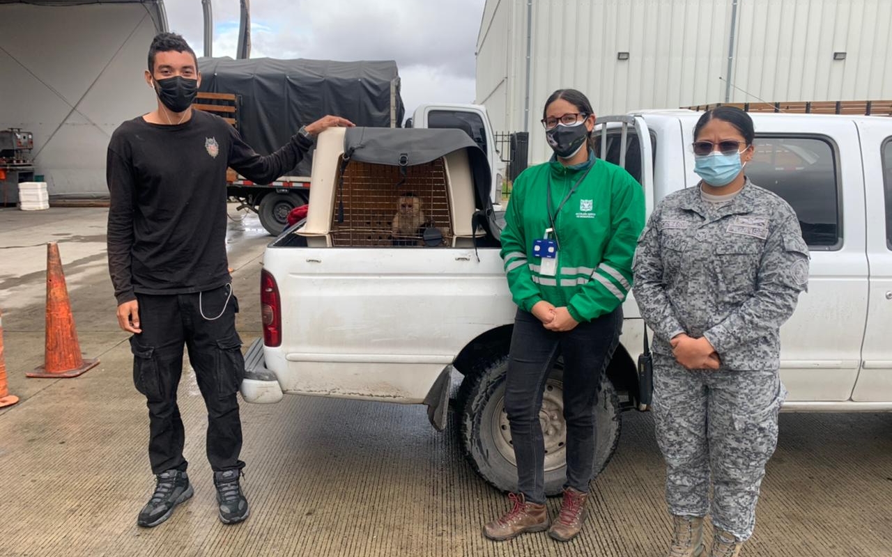 Mono Capuchino fue transportado en la aeronave C-40 hacia la ciudad de Bogotá