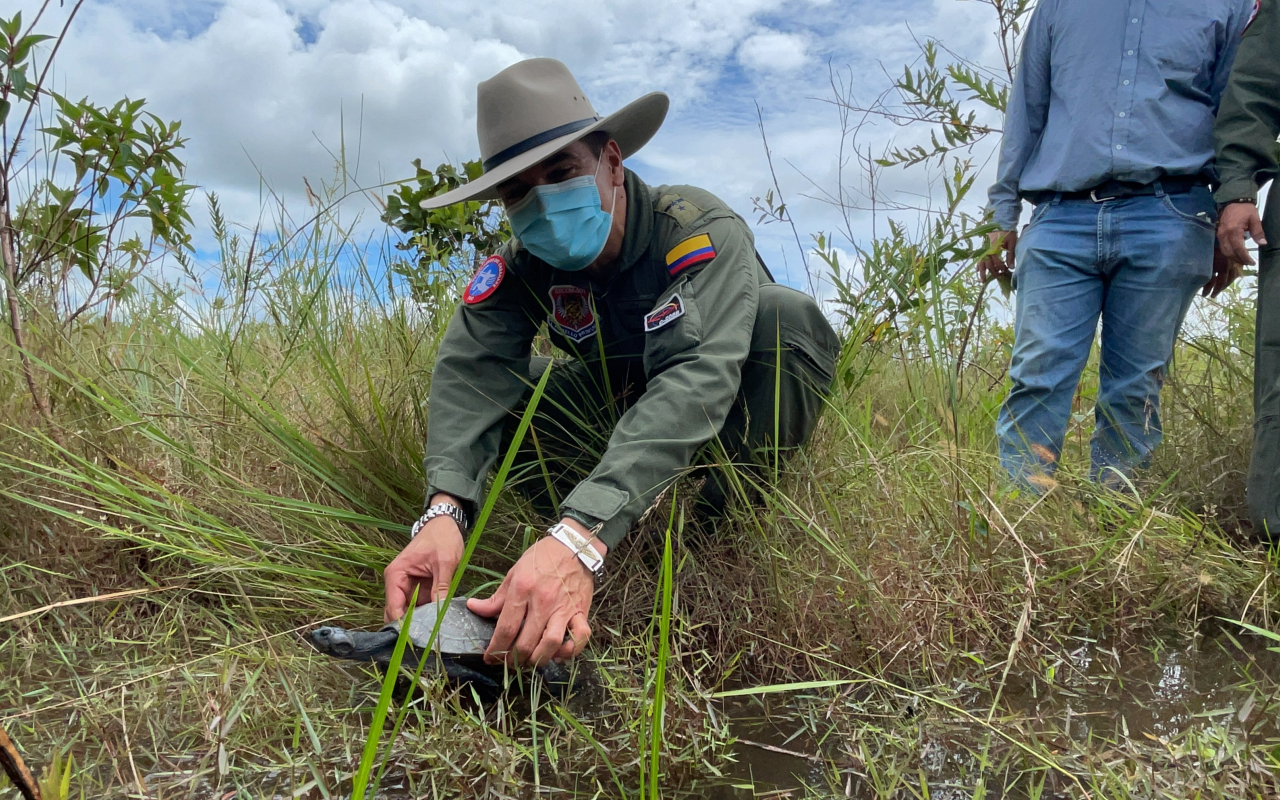 Especies silvestres son devueltas a su habitad natural con el apoyo de la Fuerza Aérea