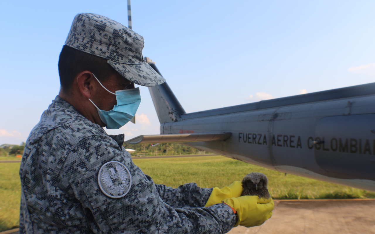 Polluelo de búho nativo fue rescatado y liberado en su habitad natural por el Comando Aéreo de Combate No.6.