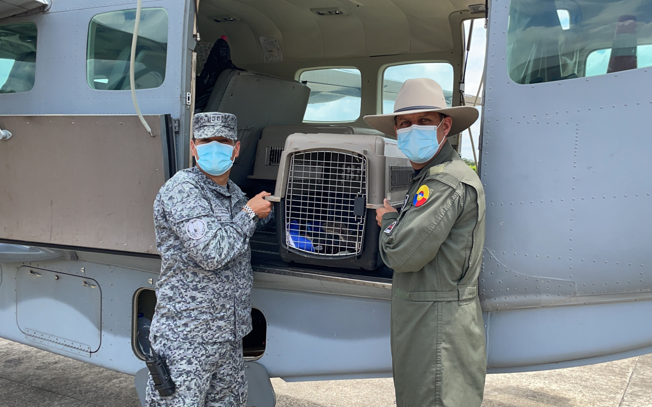 Ejemplares en vía de extinción son trasladados por su Fuerza Aérea 
