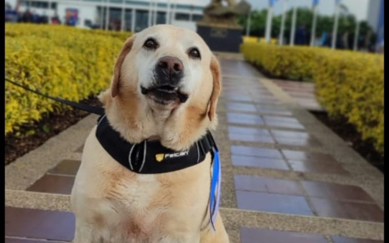 Oddie, un perro entrenado para proteger a los colombianos, se despide