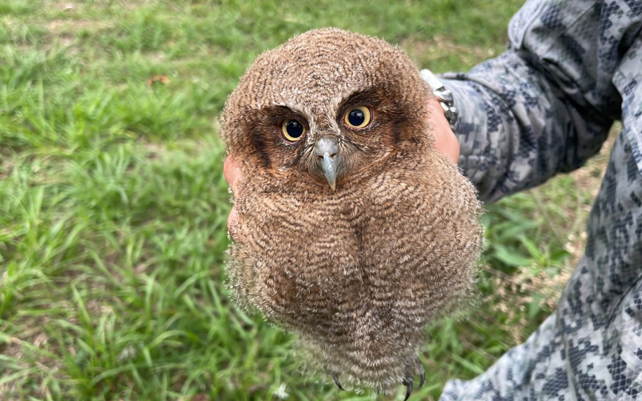 Ave rapaz nocturna fue rescatada por su Fuerza Aérea Colombiana