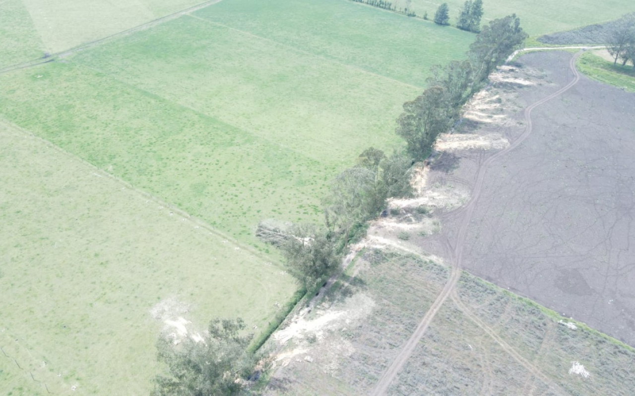 Capturados 5 personas en una operación contra la deforestación en el marco de la estrategia Artemisa