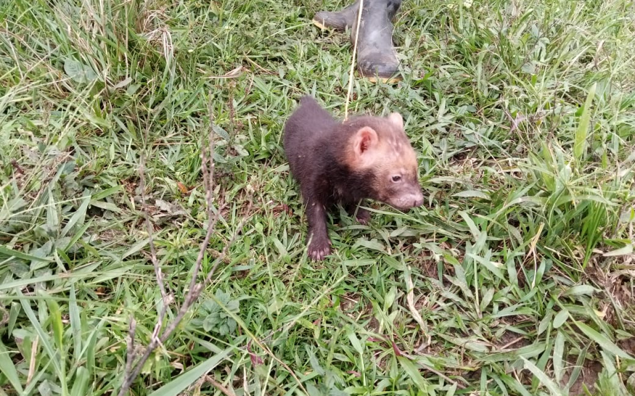 Traslado de un Perro Venadero fue exitoso gracias a las capacidades de su Fuerza Aérea 
