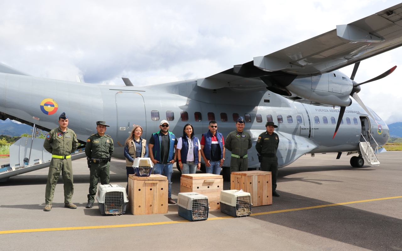 Animales silvestres víctimas de tráfico de fauna fueron transportados por su Fuerza Aérea 