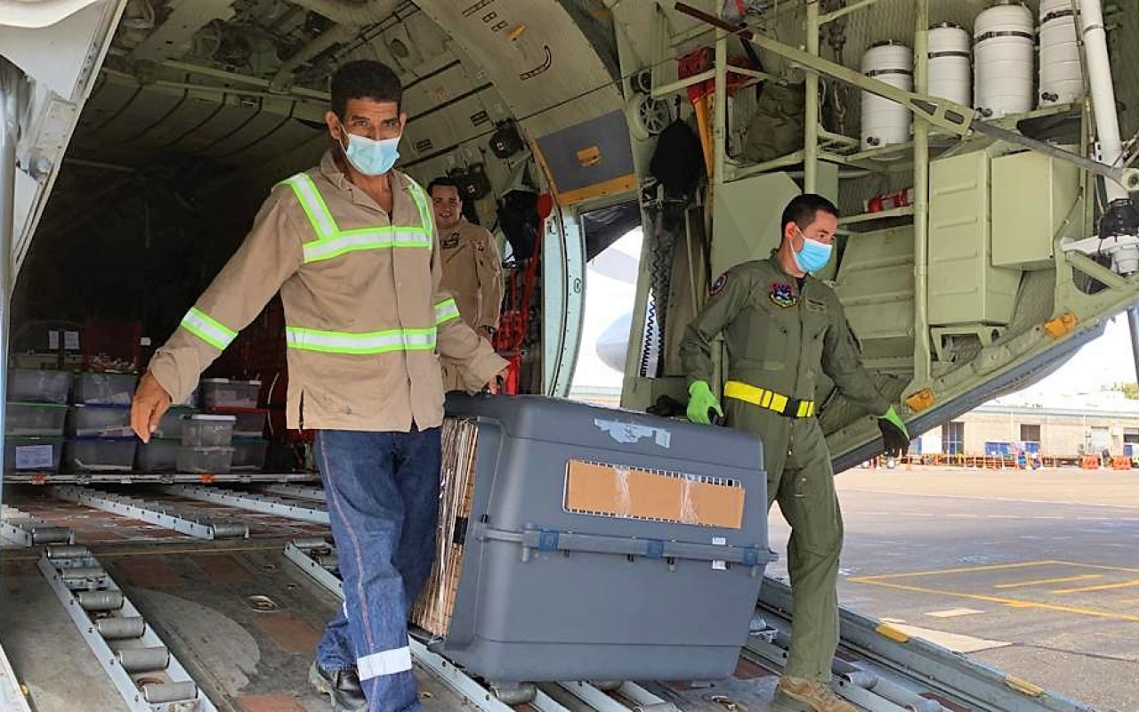 Animales silvestres víctimas de tráfico de fauna fueron transportadas por su Fuerza Aérea