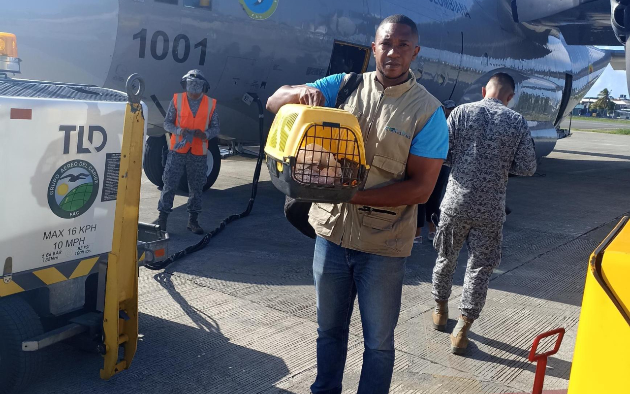 Mono capuchino fue trasladado por su Fuerza Aérea 