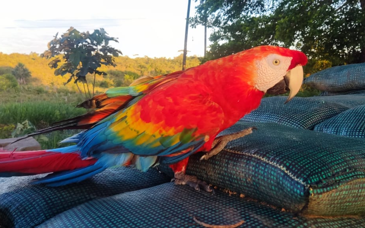 Preservar la fauna del país, una prioridad de su Fuerza Aérea Colombiana 