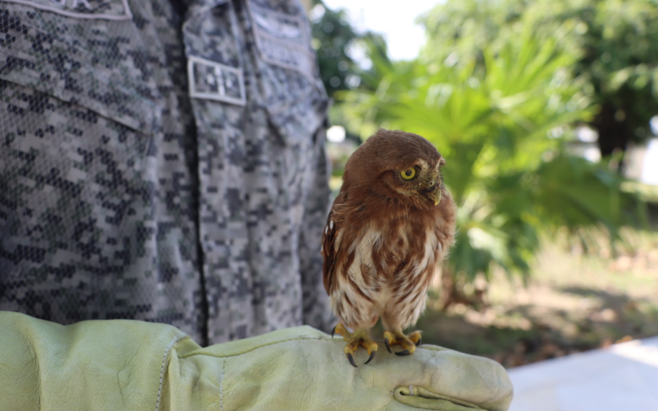 Buhito es recatado por su Fuerza Aérea Colombiana 