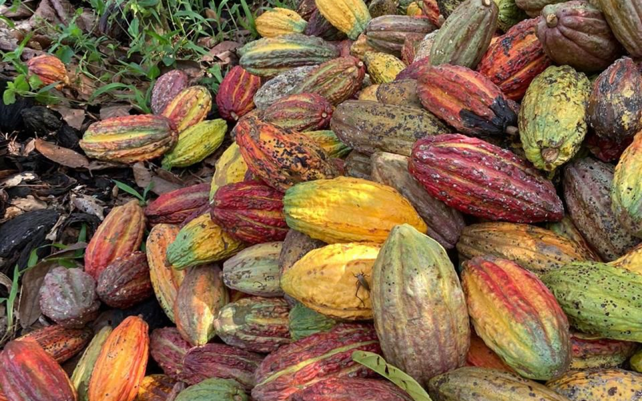 Cooperación para impulsar segunda fase del proyecto de cacao en Vichada