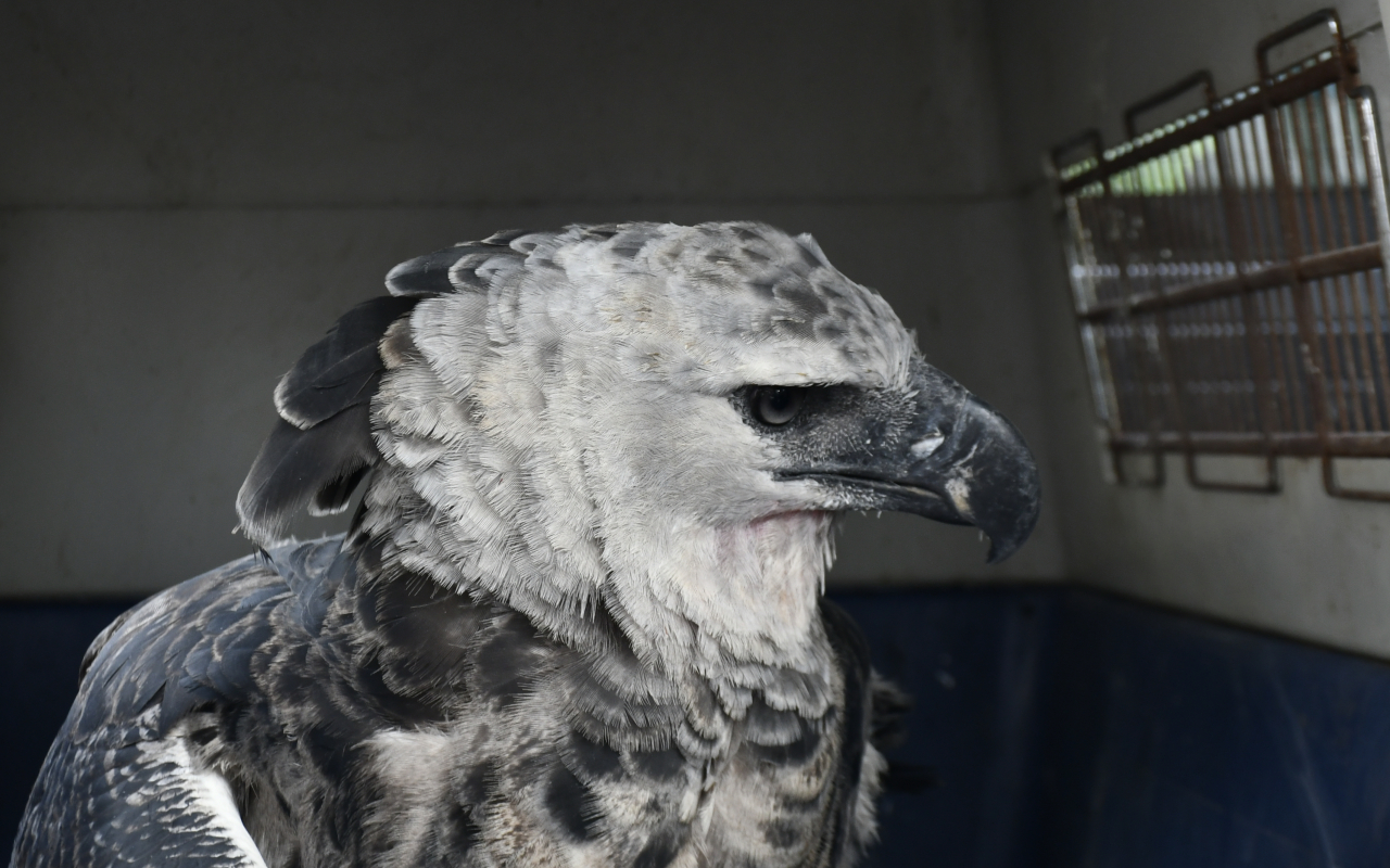 Águila Arpía fue trasladada desde Florencia, Caquetá hasta la  capital del país 